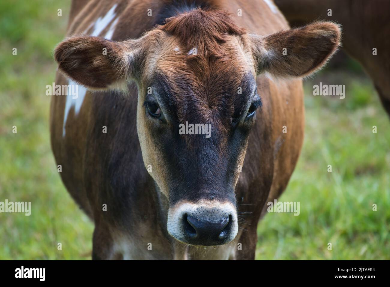 A close up of the face of a Jersey Cow in Yorkshire, England Stock Photo -  Alamy