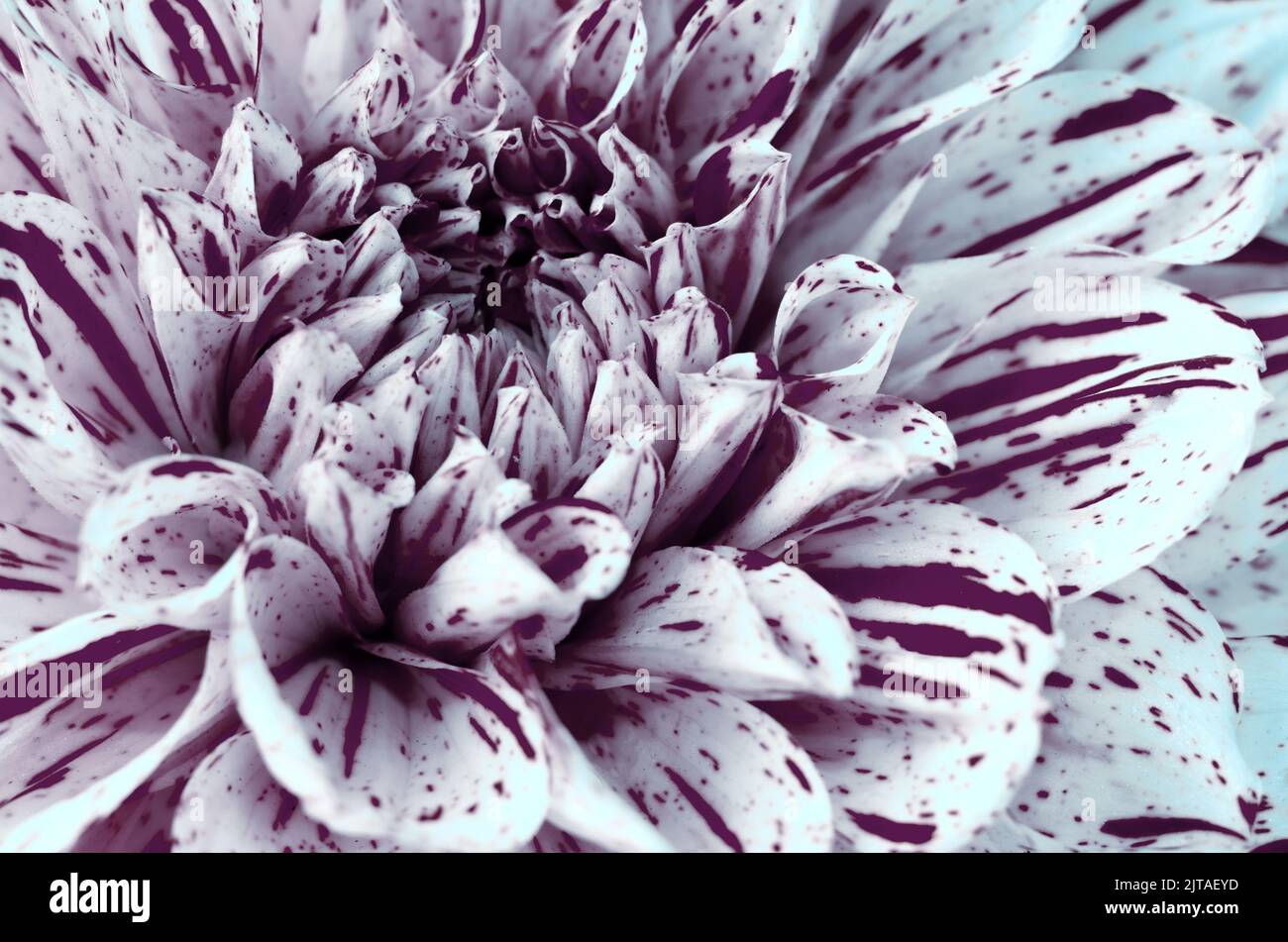 Abstract background with Dotted petals of Dahlias flower macro. Stock Photo