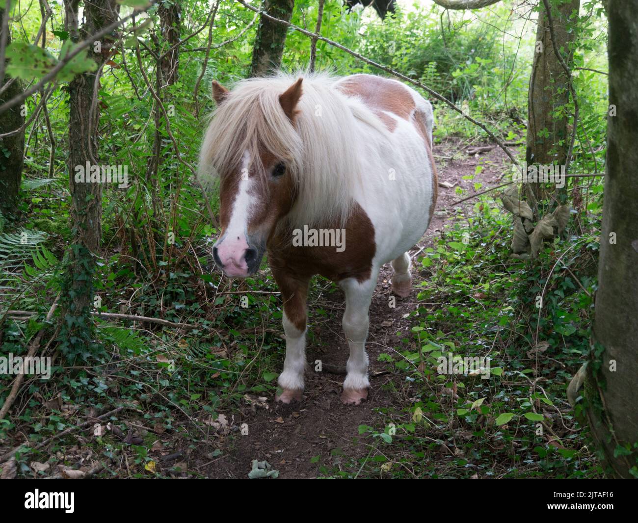 Tan and white coloured Shetland Pony on a path through a wood North Wales UK Stock Photo