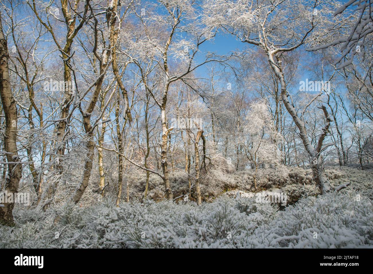 A winter woodland scene near Matlock, Derbyshire, England Stock Photo