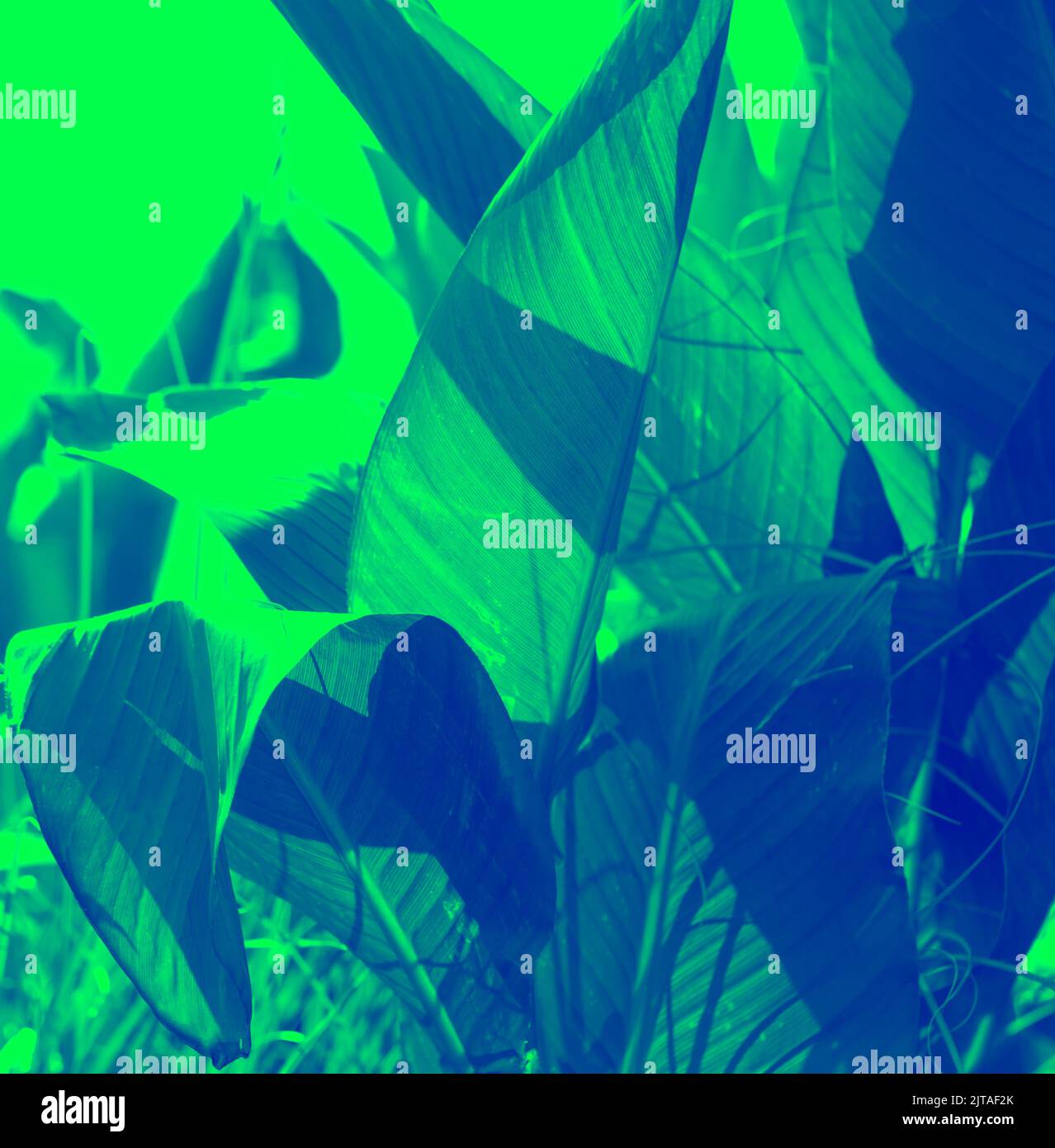 Botanical Leaves Abstract - Close- Detail Stock Photo