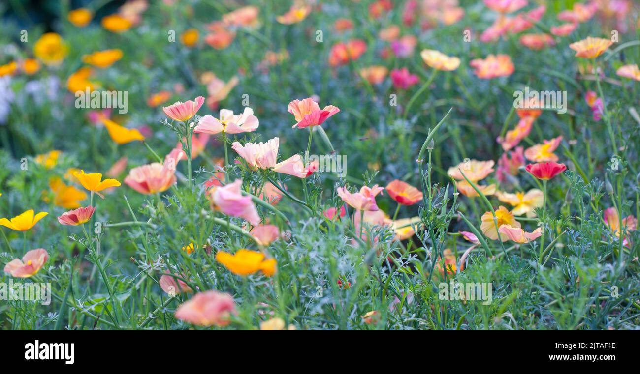 Mixed Summer Flower Landscape - Mixed flowering poppies growing in a wildflower meadow. Stock Photo
