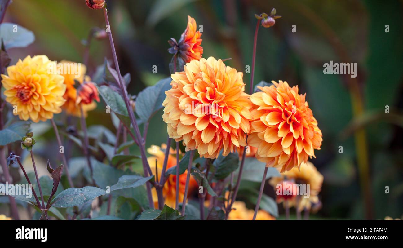 Close-up of double-flowering Dahlia Plants, ‘David Howard’ variety growing in along a herbaceous border. Stock Photo