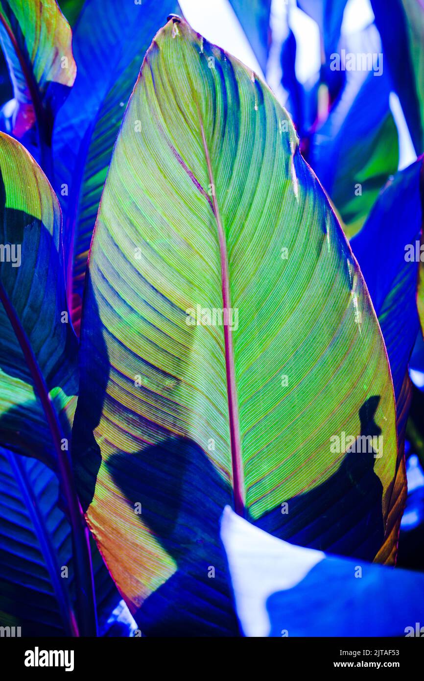 ' Ink Pool '  Botanical Leaves Abstract Stock Photo