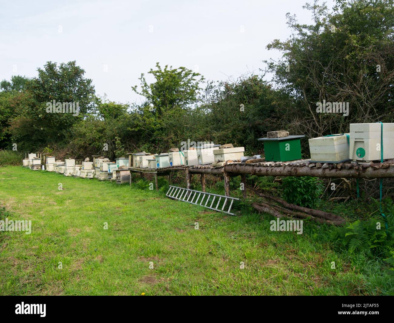 Long row of bee hives situated close to common land where the honey bees can feed on a wide variety of wild flowers North Wales UK Stock Photo