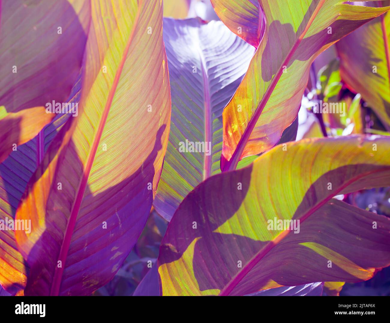 ' Mother Bear' Botanical Leaf  Abstract Detail / Arts Concept Stock Photo