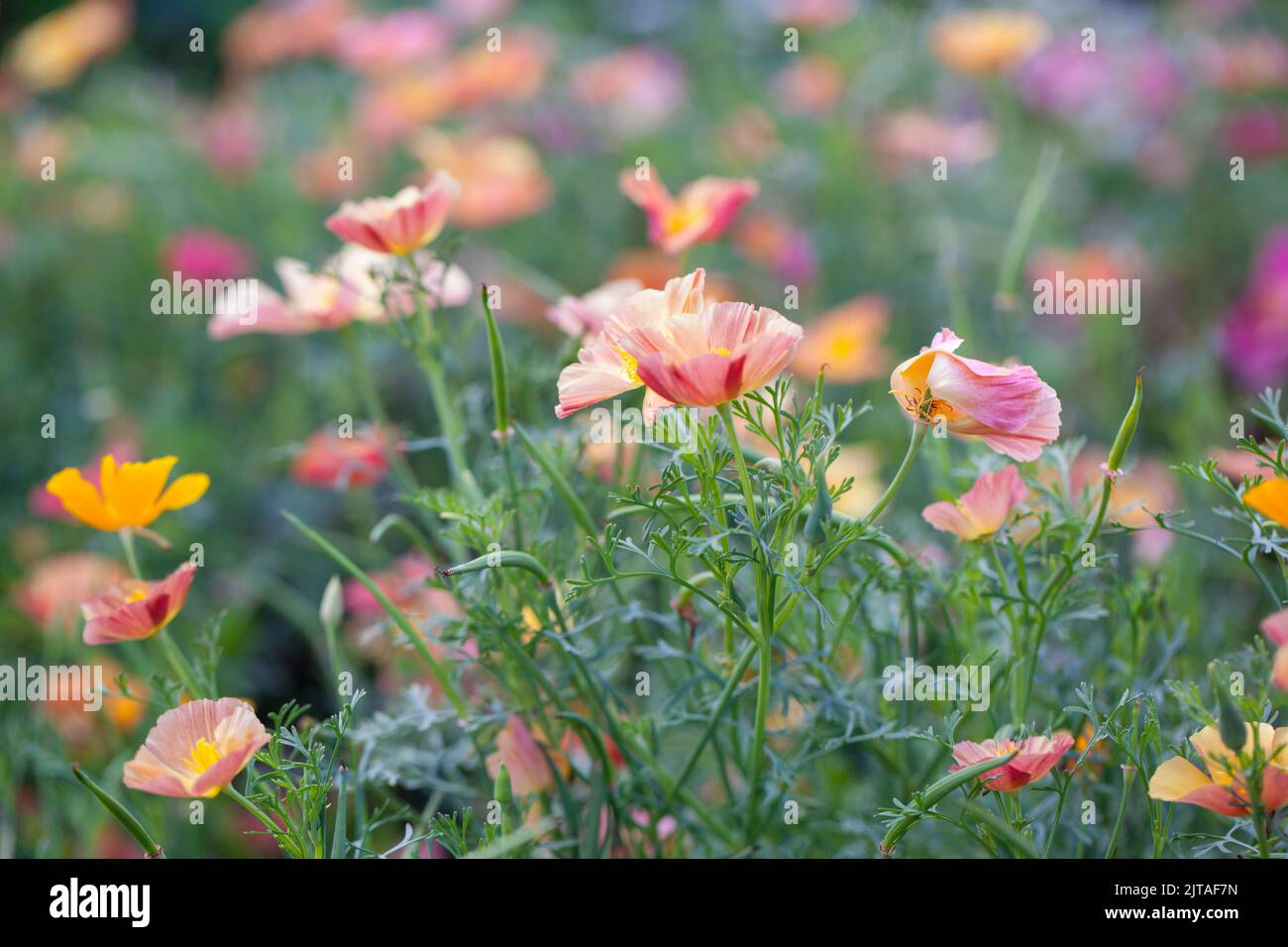 Mixed Summer Flower Landscape - Mixed flowering poppies growing in a wildflower meadow. Stock Photo