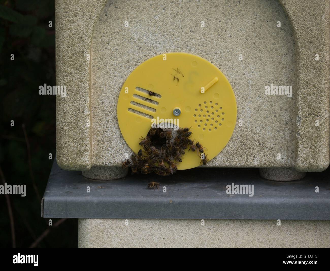 Honey bees congregating around the small entrance to the bee hive North Wales UK Stock Photo