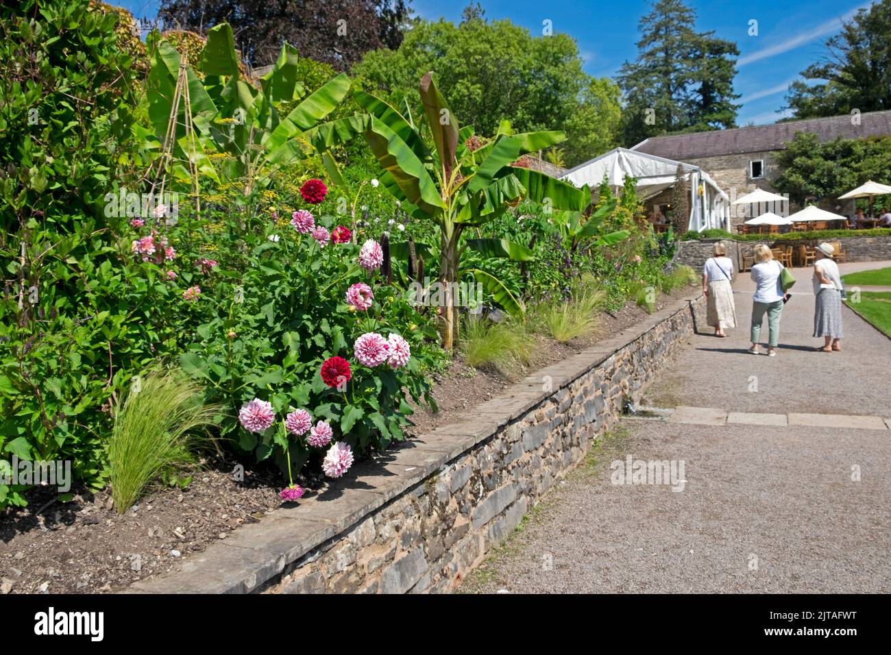 Red and white dahlias in bloom and rear view of visitors Aberglasney Gardens in summer August 2022 Llangathen Carmarthenshire Wales UK  KATHY DEWITT Stock Photo