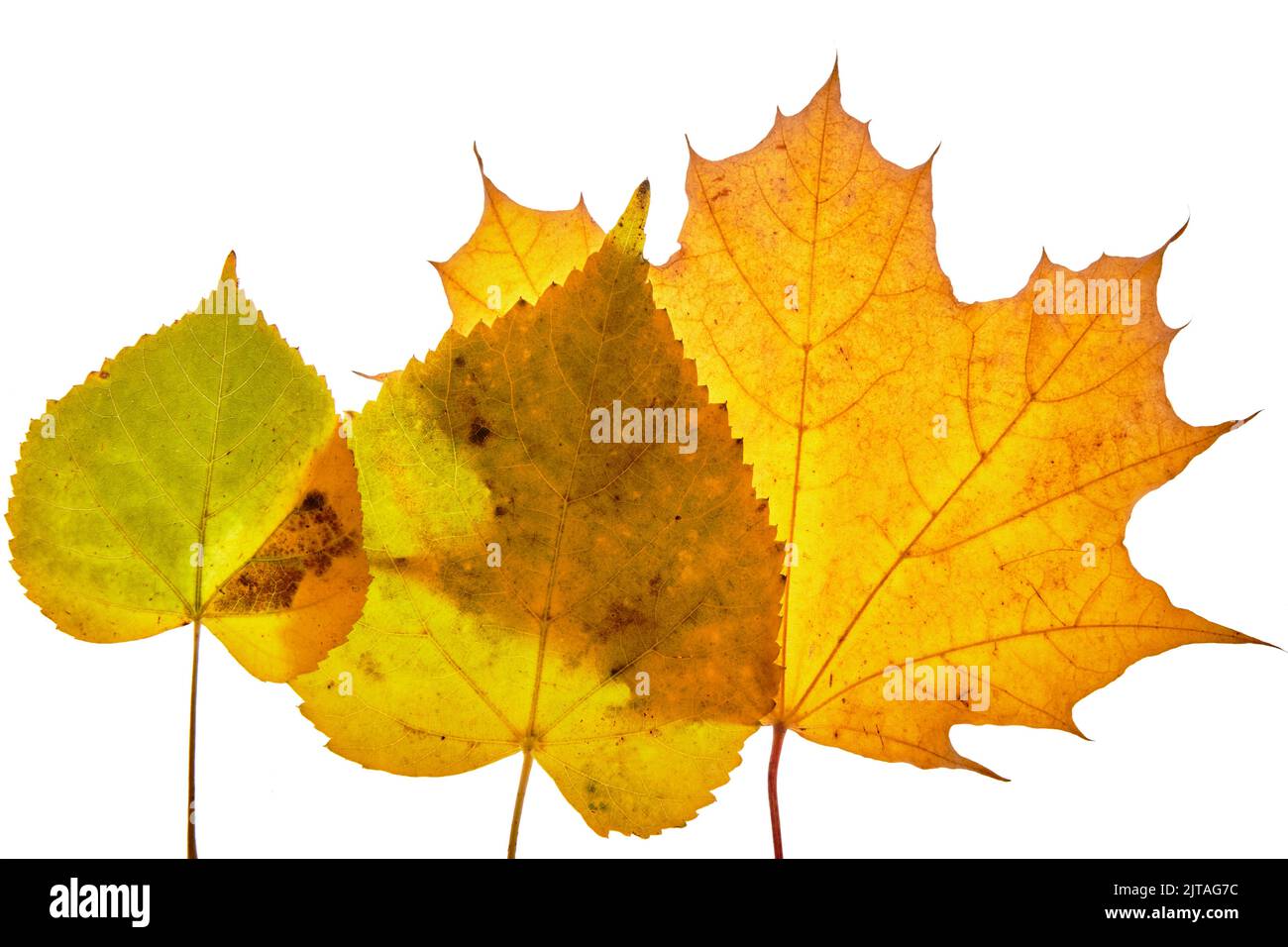Autumn maple leaves isolated on white background Stock Photo - Alamy
