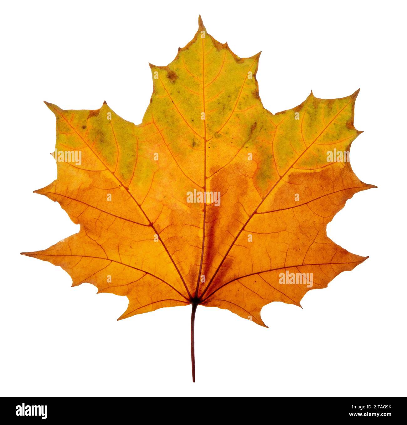 Autumn maple leaves isolated on white background Stock Photo - Alamy