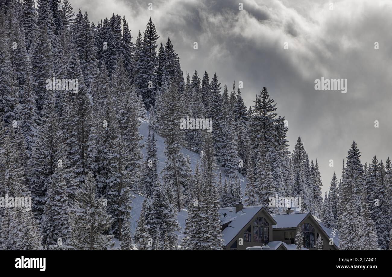 Snowy mountain pine forest hi-res stock photography and images - Alamy