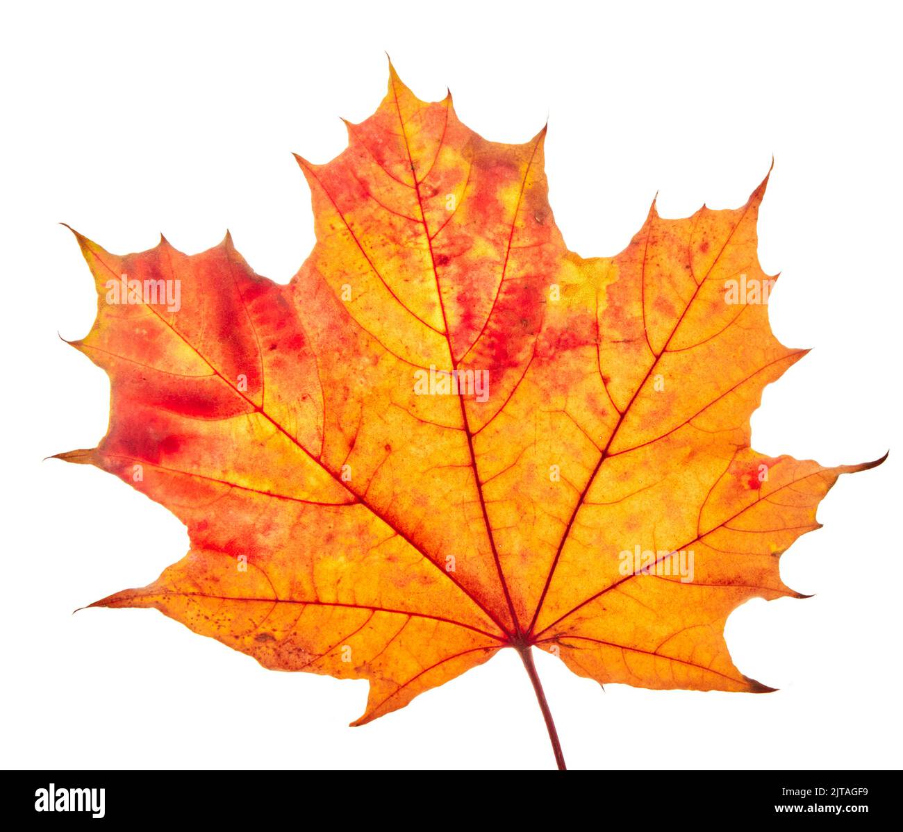 Autumn maple leaves isolated on white background Stock Photo - Alamy