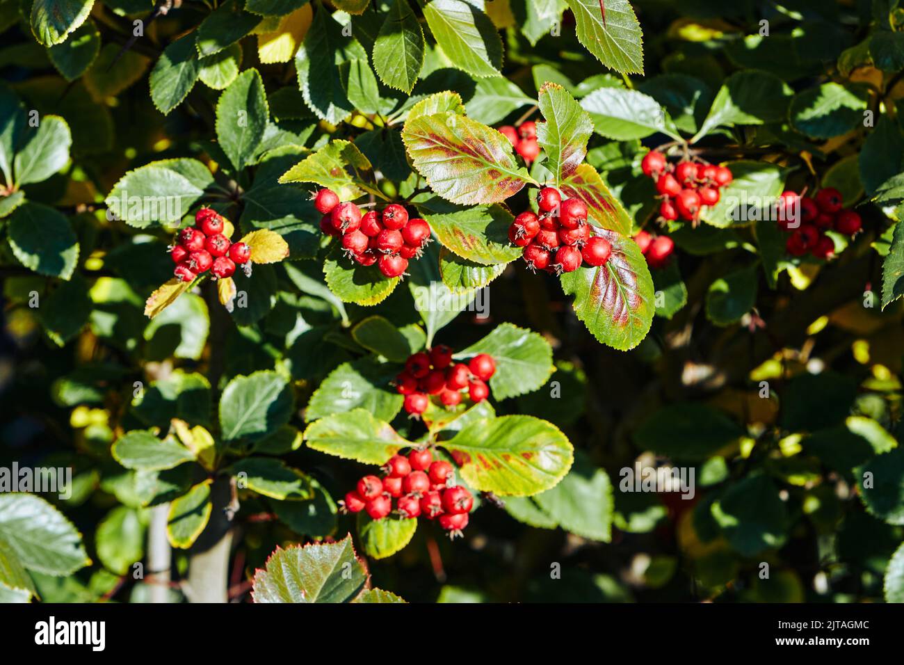 Autumn hawthorn berries on green branches Stock Photo