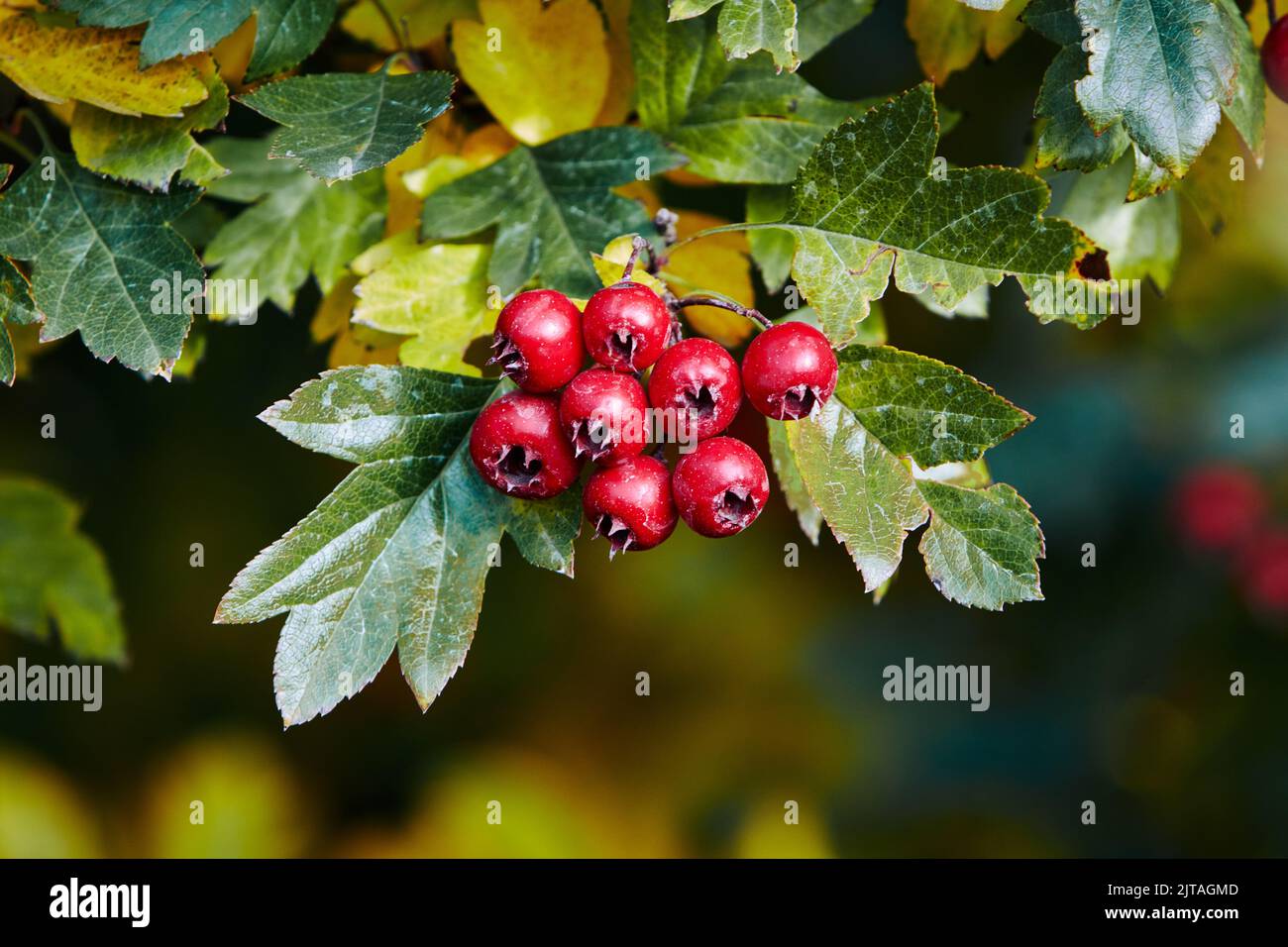 Hawthorn branch with red berries in sunny weather close-up. Stock Photo