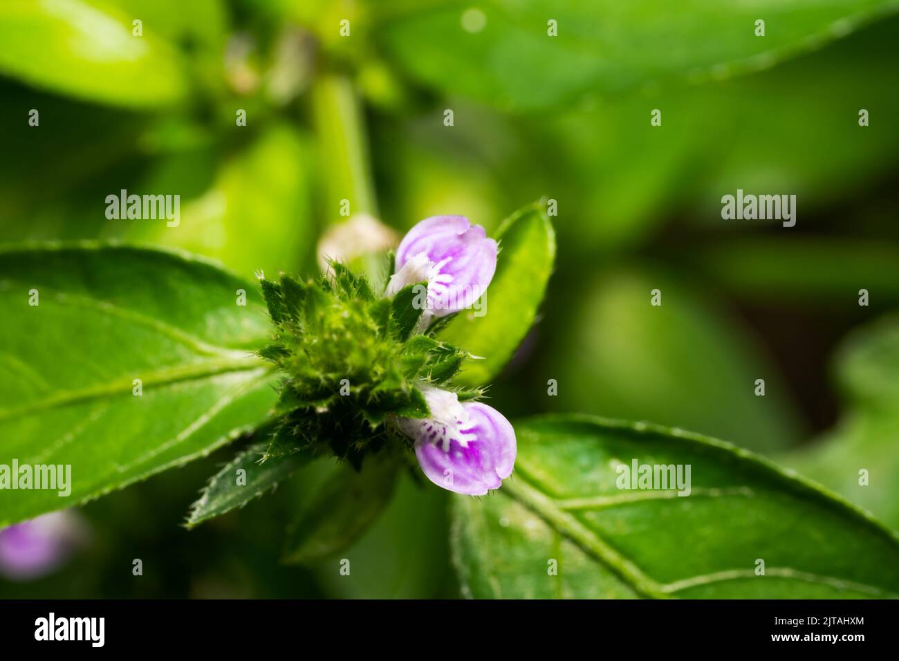 Justicia procumbens flower. Acanthaceae weed Stock Photo