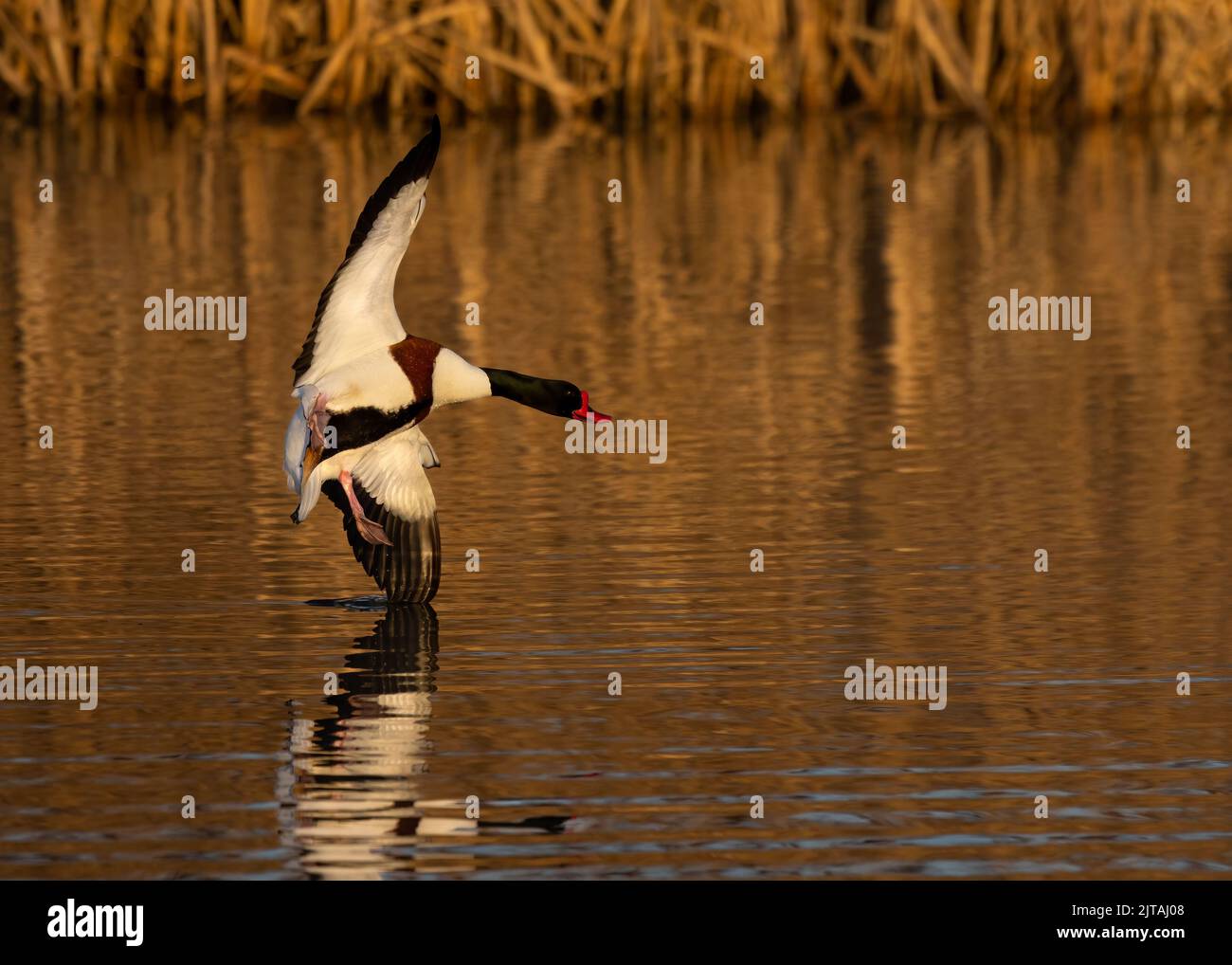 Shelduck flying hi-res stock photography and images - Alamy