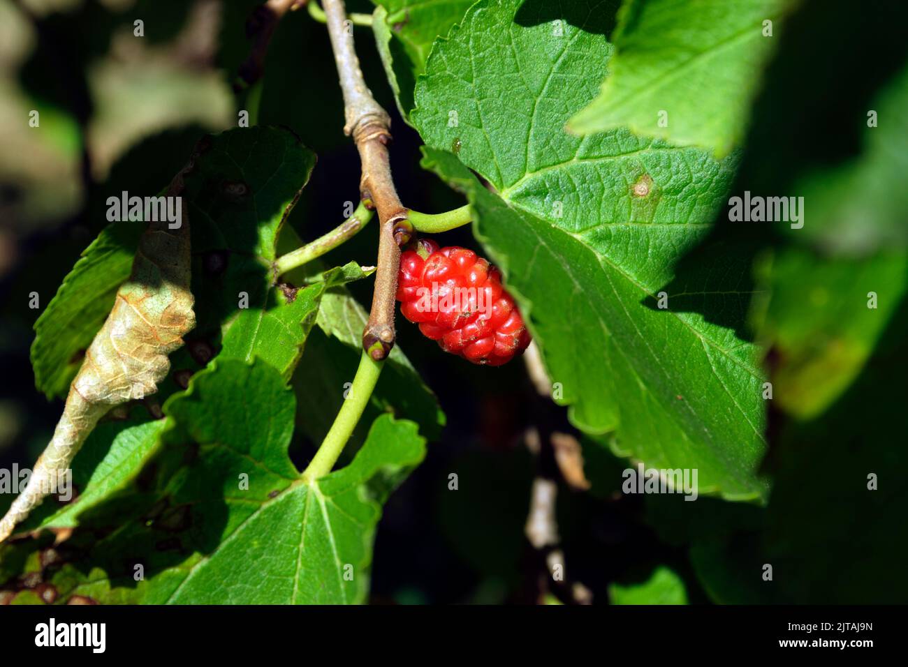 Black Mulberry, Morus nigra, National History Museum, Amgueddfa Werin Cymru, St Fagans, Cardiff. Stock Photo