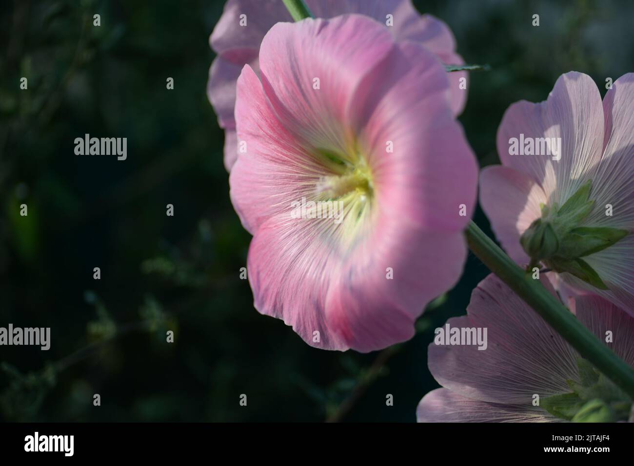 natural photographs of living wild flora mallow flowers light pink  Stock Photo