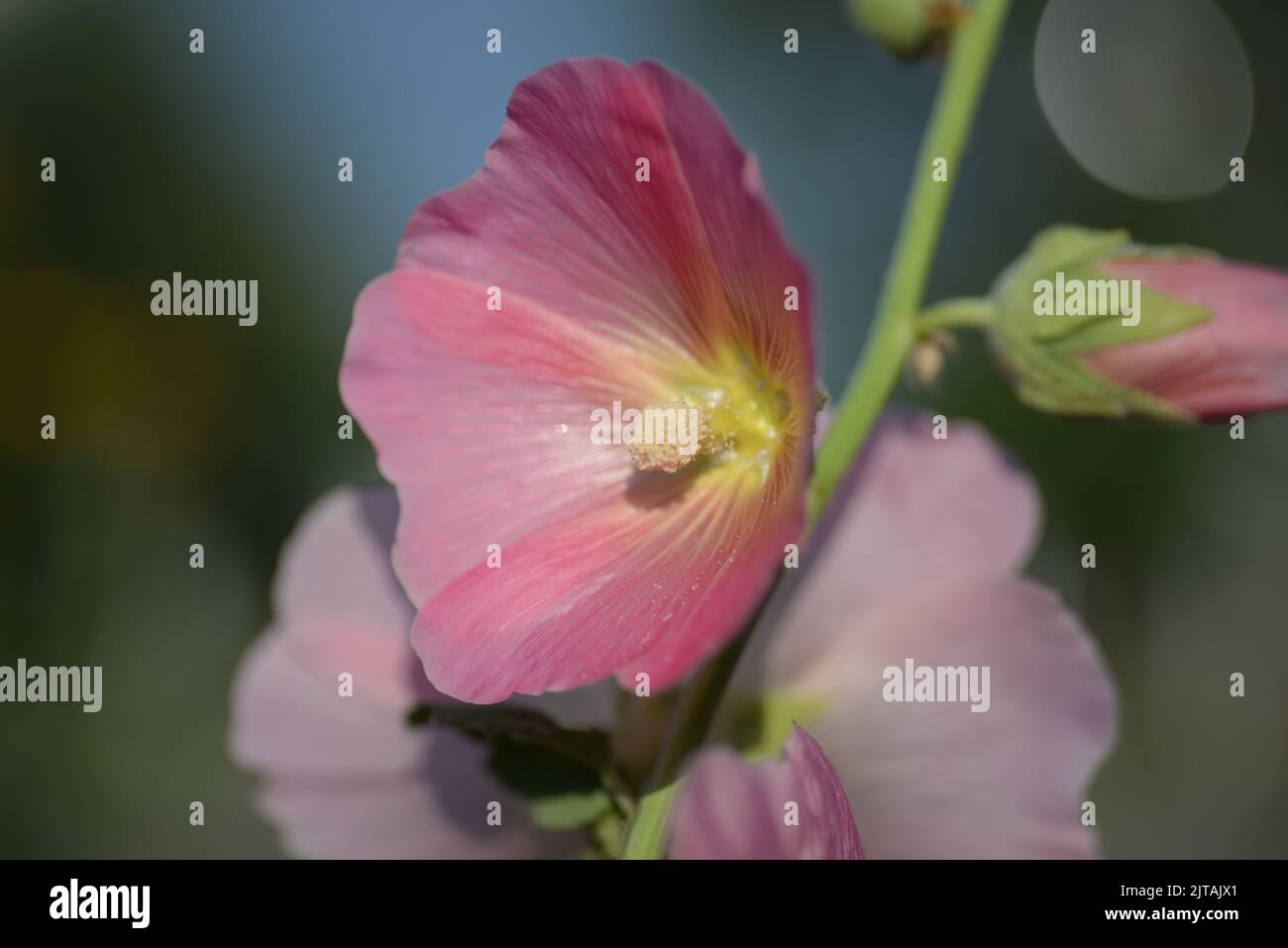 natural photographs of living wild flora mallow flowers light pink