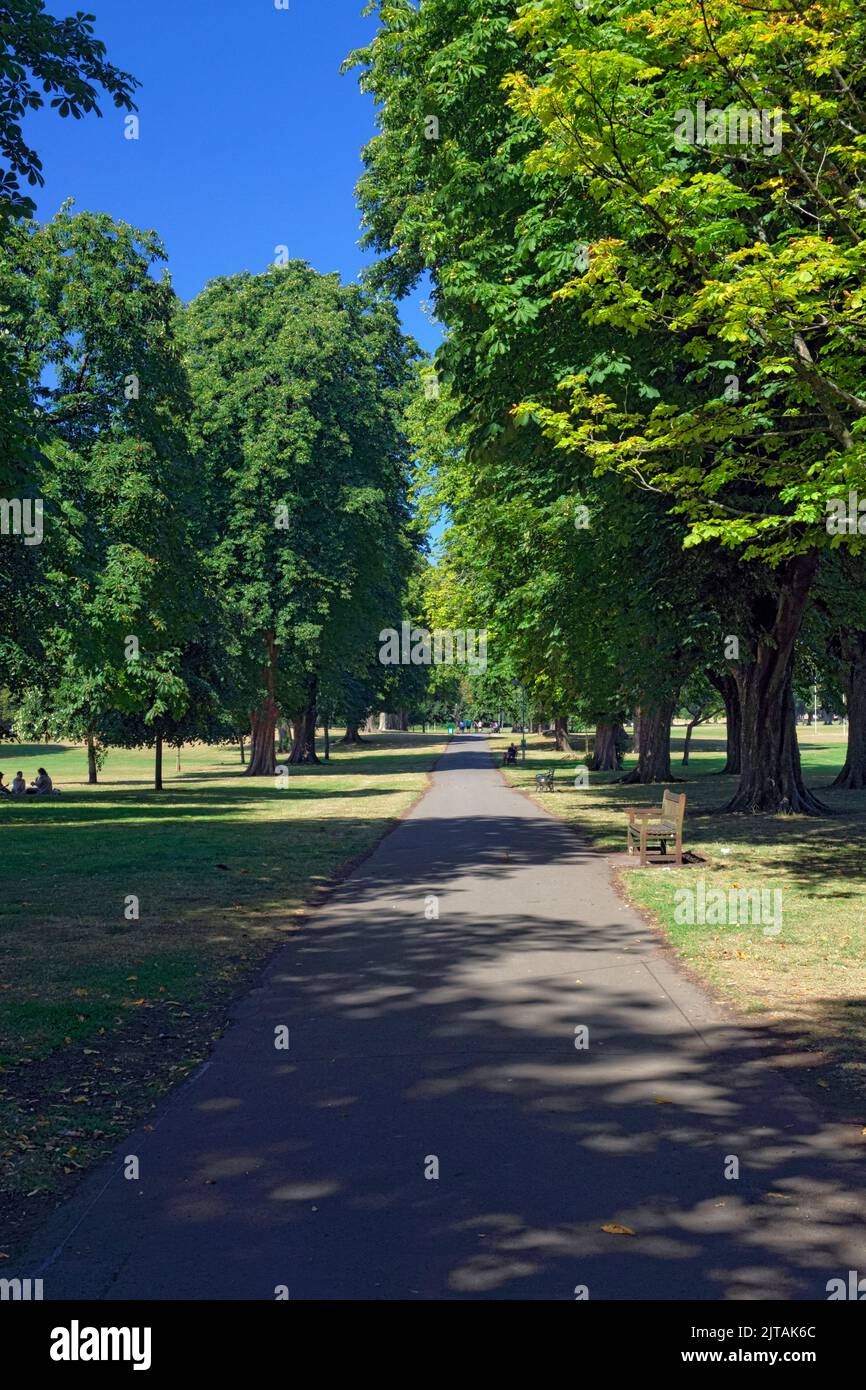 Avenue of Horse Chestnut trees, Llandaff Fields, Cardiff, Wales. Stock Photo