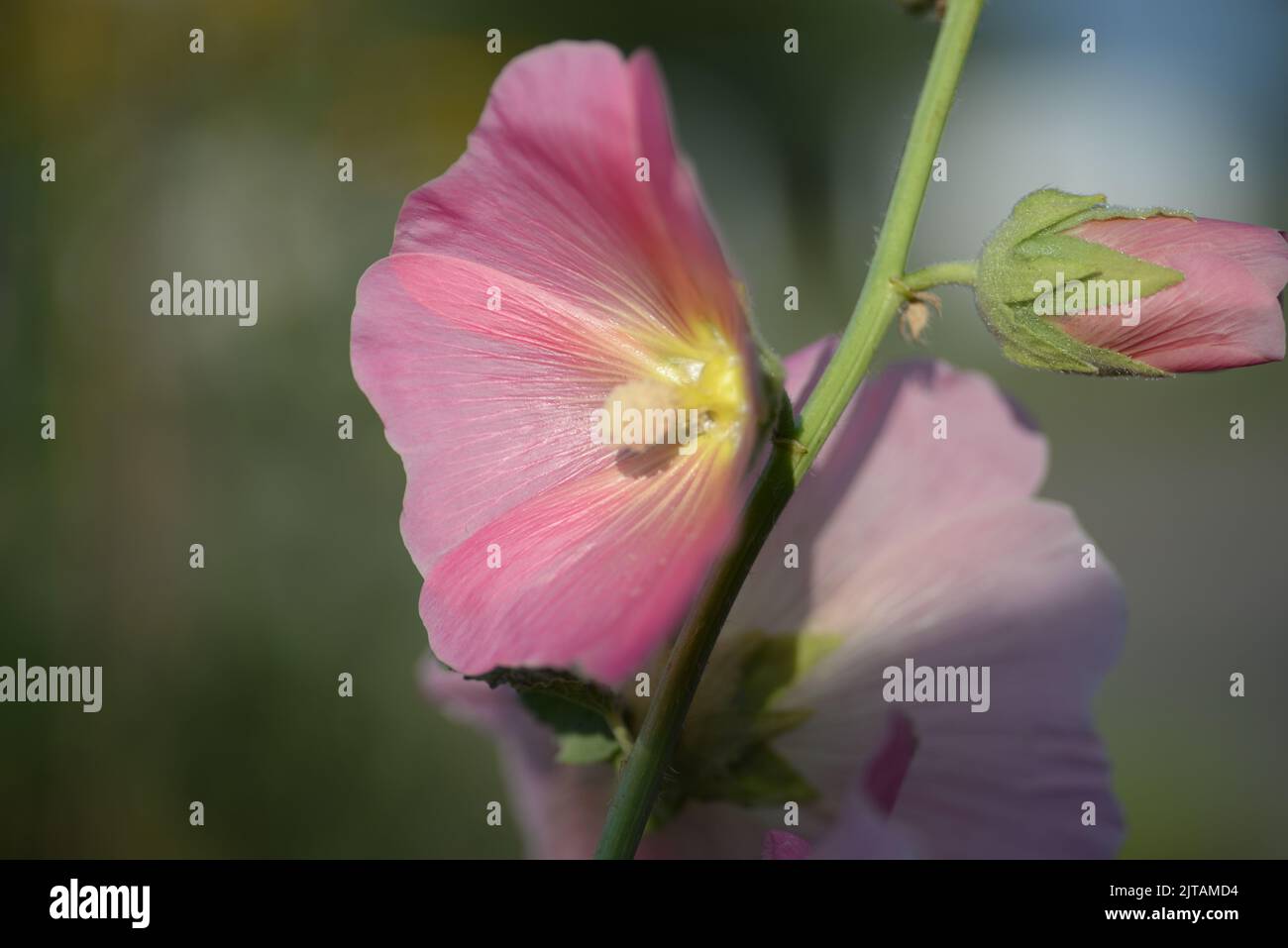 natural photographs of living wild flora mallow flowers light pink  Stock Photo