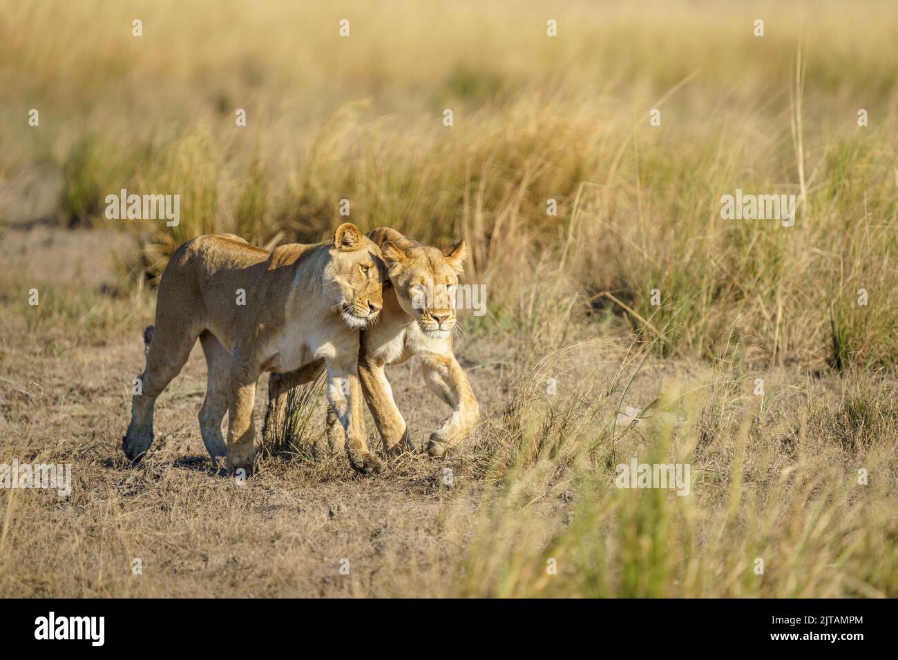 Lionesses, 2 adult animals, together crossing grassland. Chobe National Park, Botswana, Africa Stock Photo