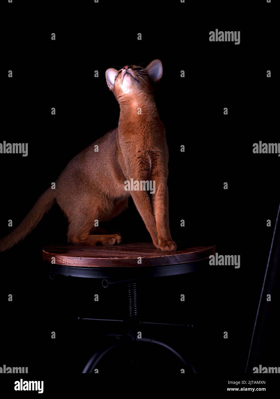 Close Up Abyssinian Cat Studio Portrait Stock Photo