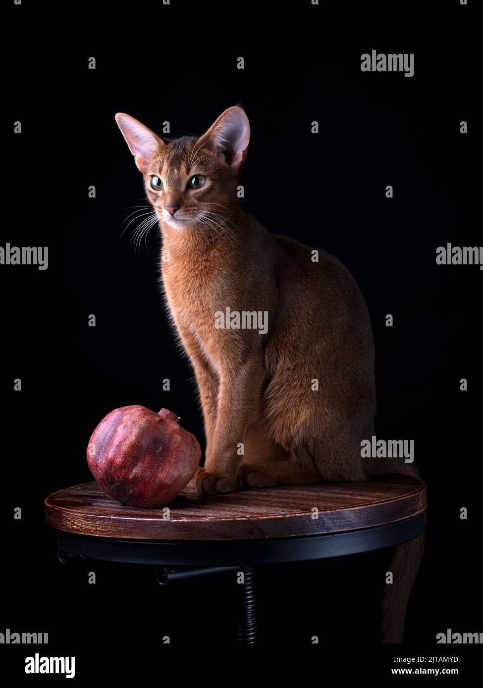 Close Up Abyssinian Cat Studio Portrait Stock Photo