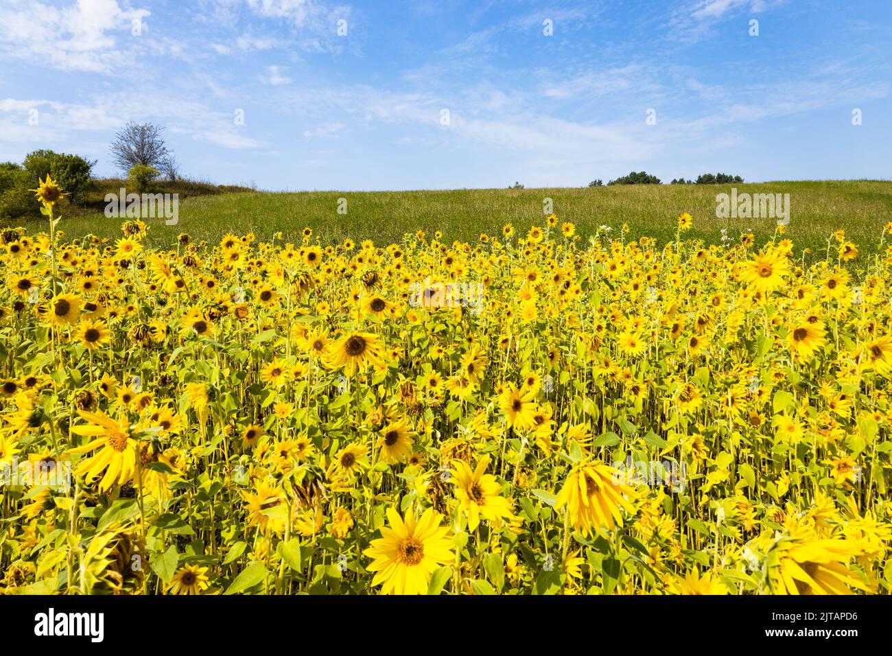 Agricultural field with yellow sunflowers against the sky with clouds Stock Photo