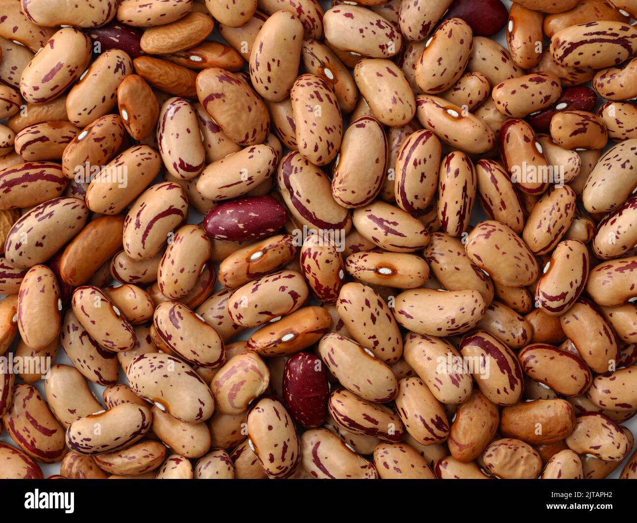 Pinto brown beans closeup. Raw hard beans with red spots background
