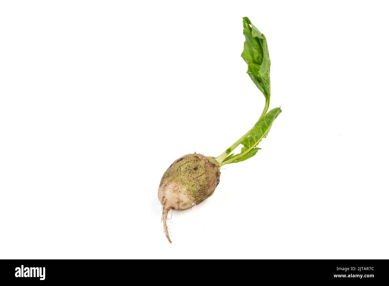 Fresh organic beetroot with freshly harvested leaves on isolated white background Stock Photo