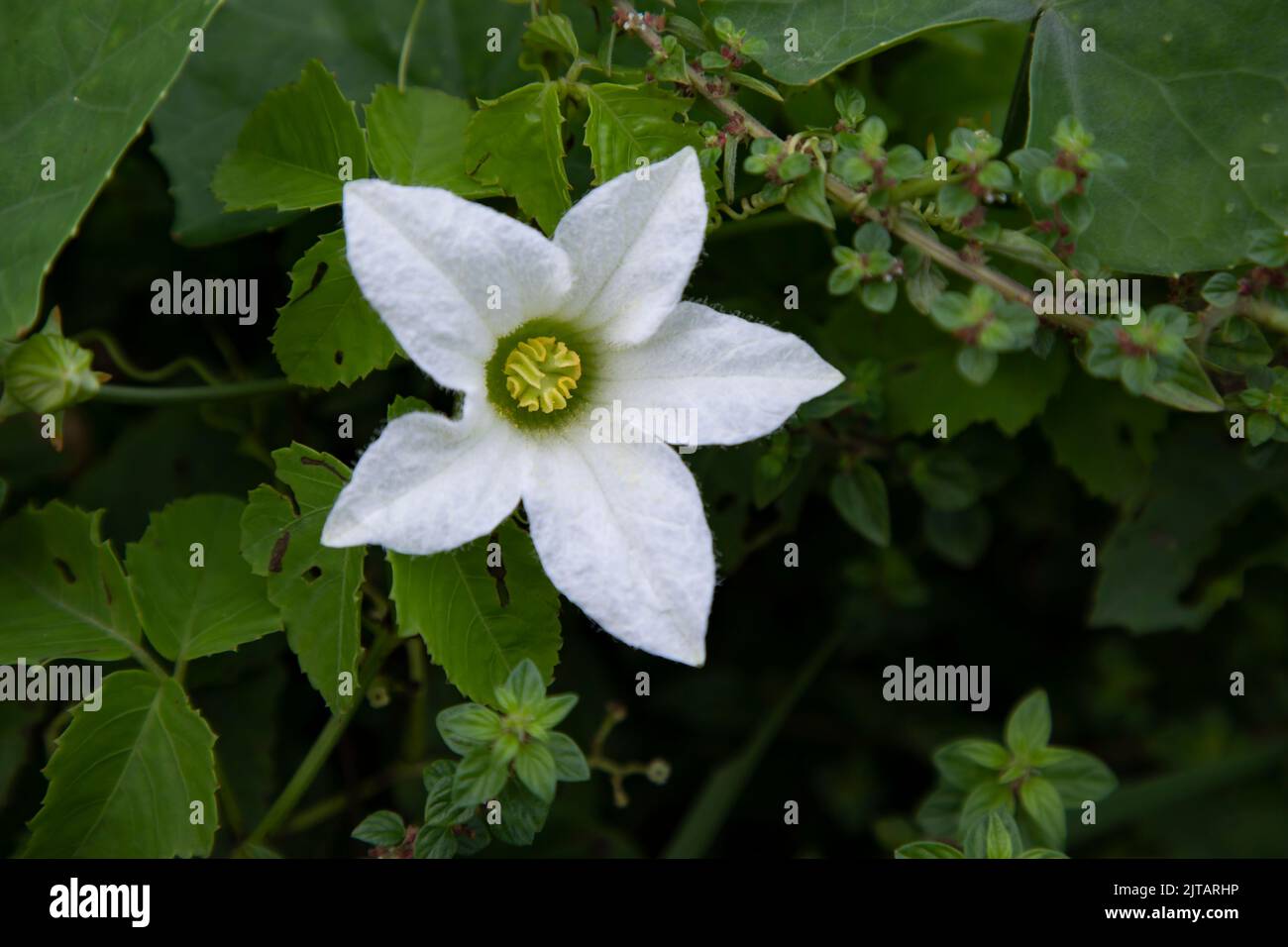 Ivy gourd (scientific name: Coccinia grandis) white flower Stock Photo
