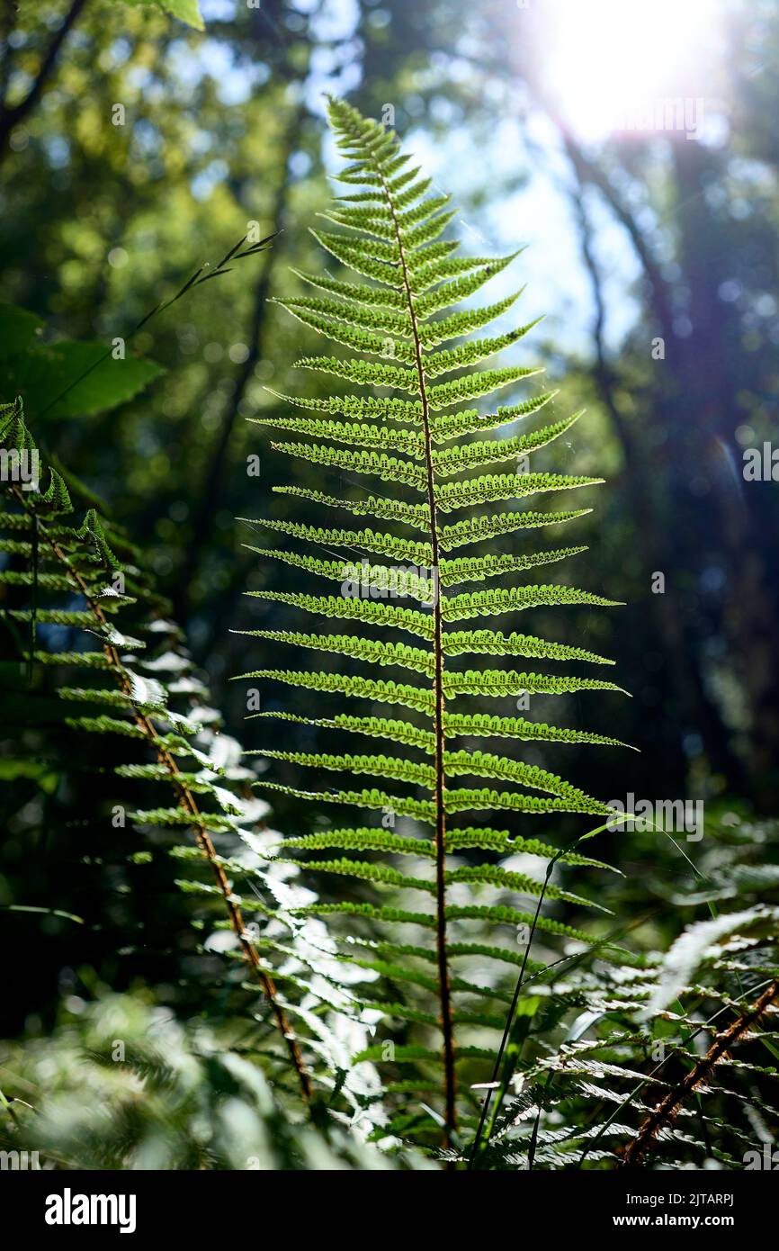 Backlit Fern leaf texture at daylight in a forest. Stock Photo