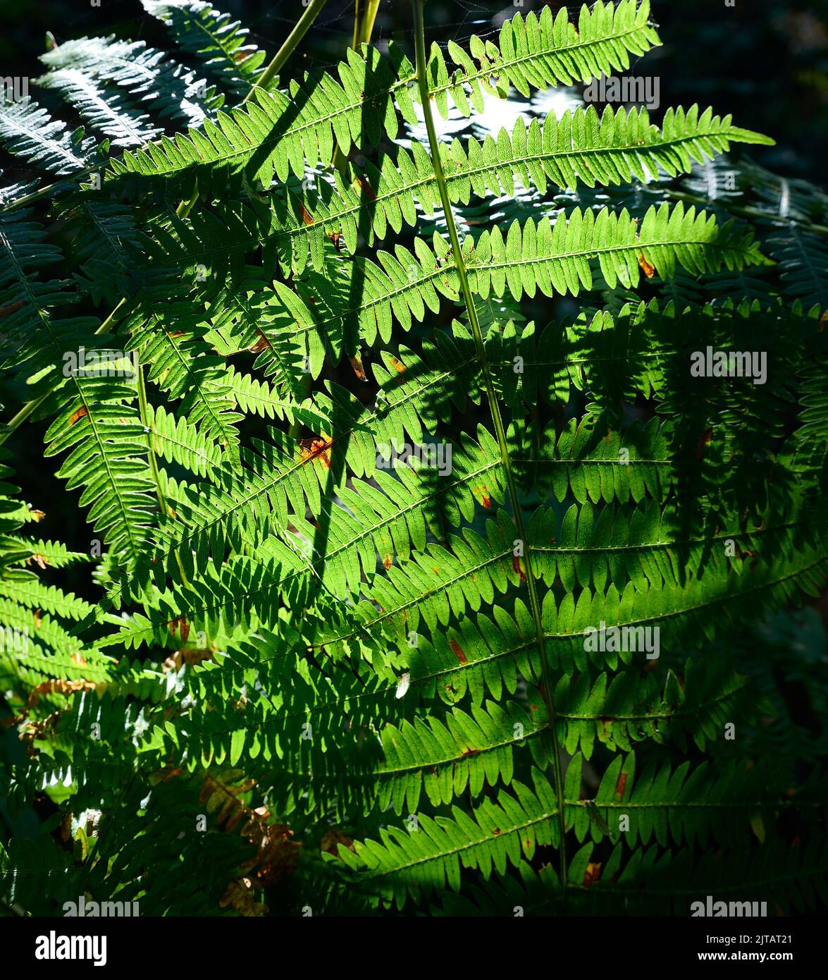Backlit Fern leaf texture at sunset in a forest. Stock Photo