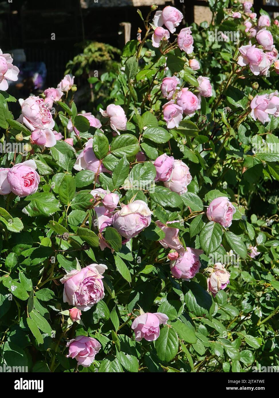 Pal Pink Roses Spray of pale pink Roses Stock Photo - Alamy