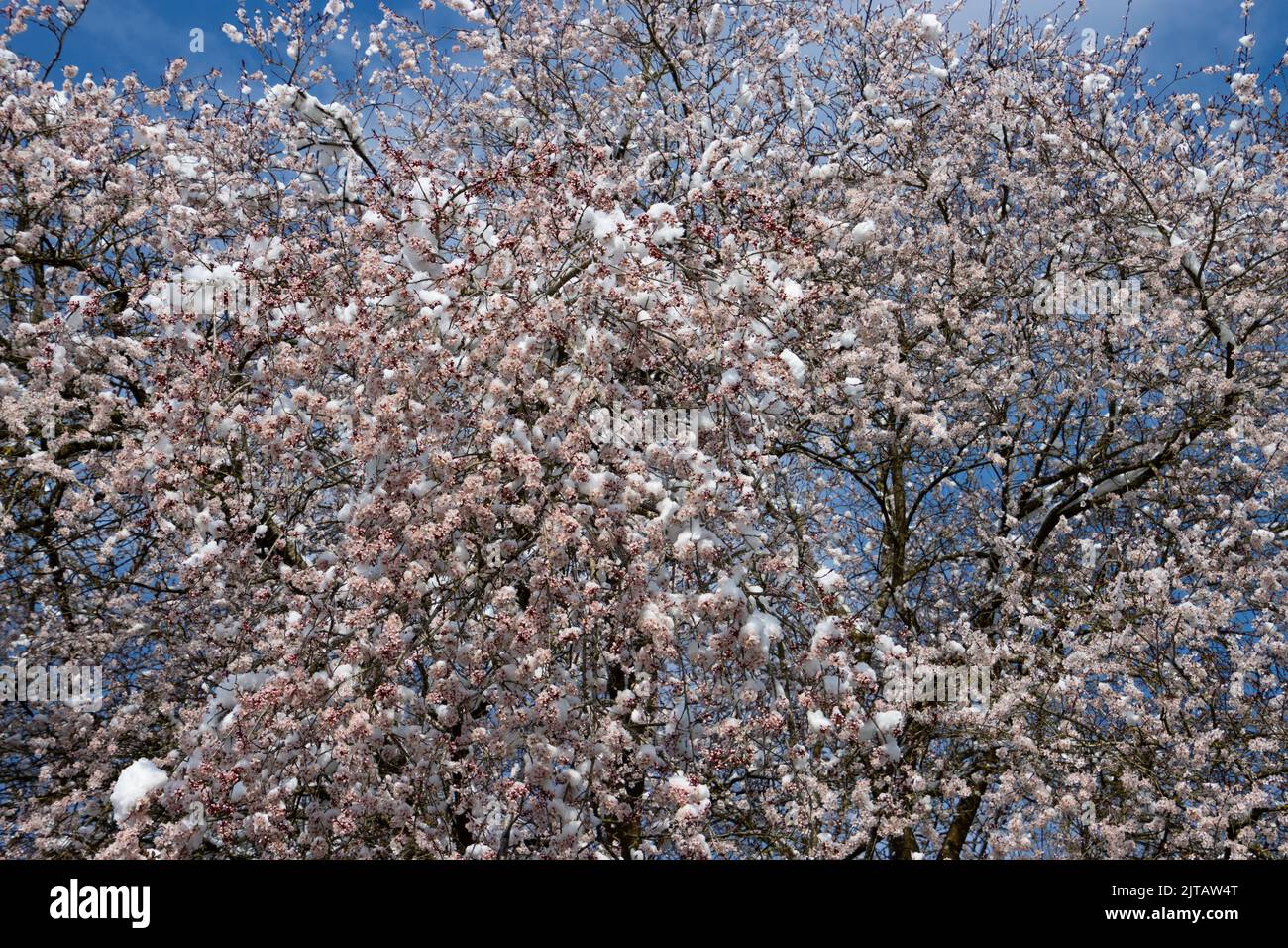 Cherry blossoms covered with snow Stock Photo