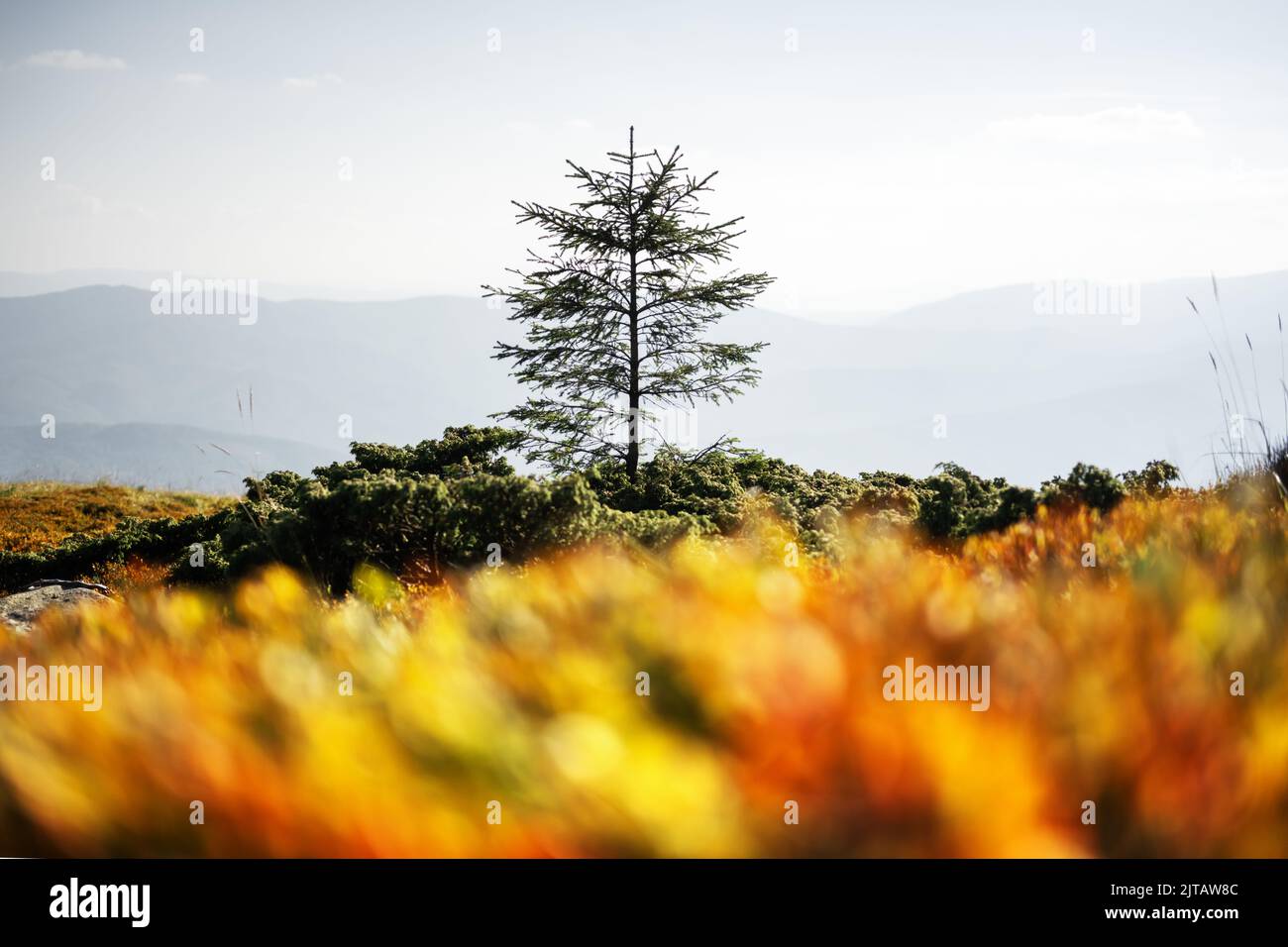 Lonely fir tree on autumn mountains meadow. Beautiful sunrise on background. Landscape photography Stock Photo