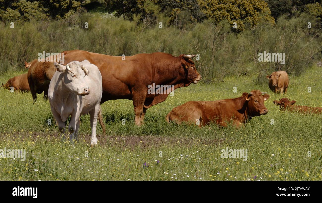 The cows grazing in Robledo de Chavela, Spain Stock Photo - Alamy