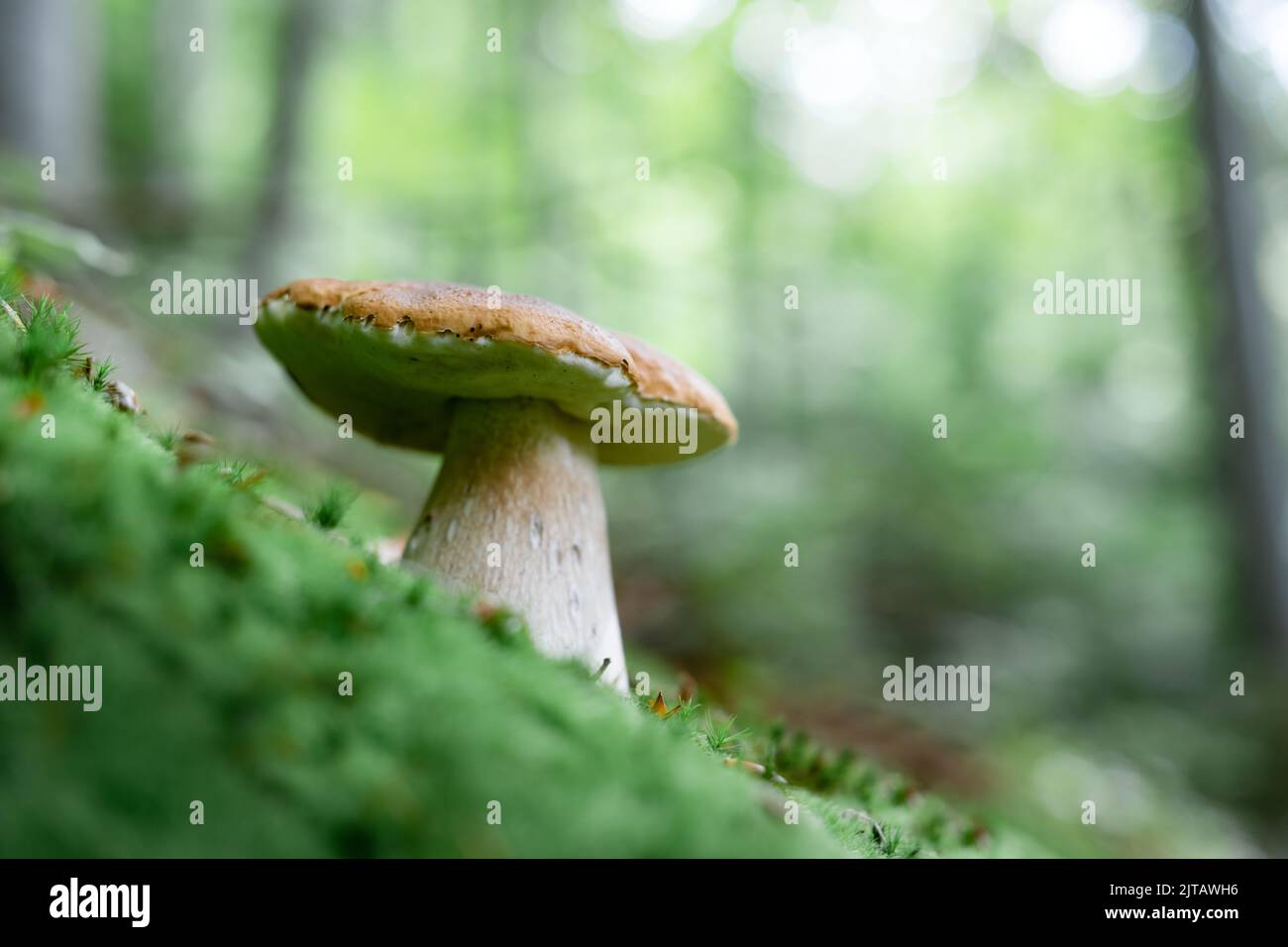 Big white mushroom porcini in autumn forest. Nature landscape photography Stock Photo