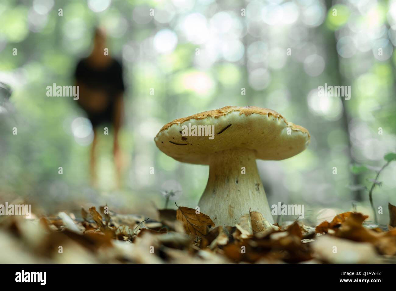 Big white mushroom porcini in autumn forest with girl silhouette at background. Nature landscape photography Stock Photo