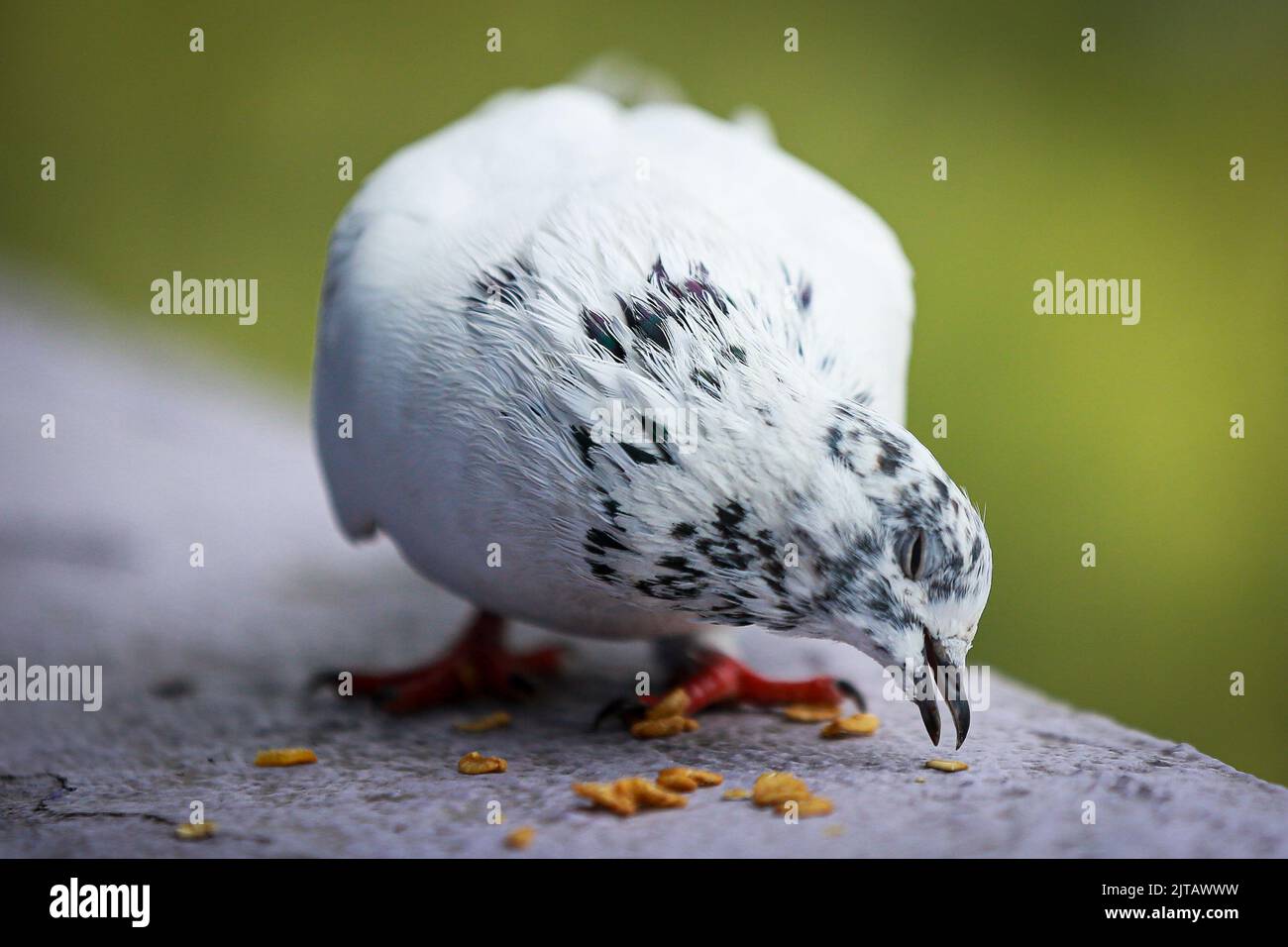 Kathmandu, Bagmati, Nepal. 29th Aug, 2022. A white pigeon enjoying food