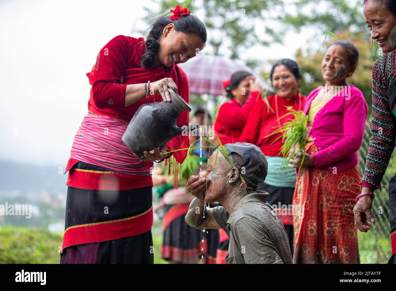 Traditional Rice Plantation Rice plantation season Stock Photo - Alamy