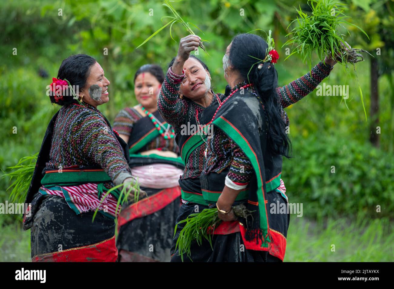 Women planting rice nepal hi-res stock photography and images - Alamy