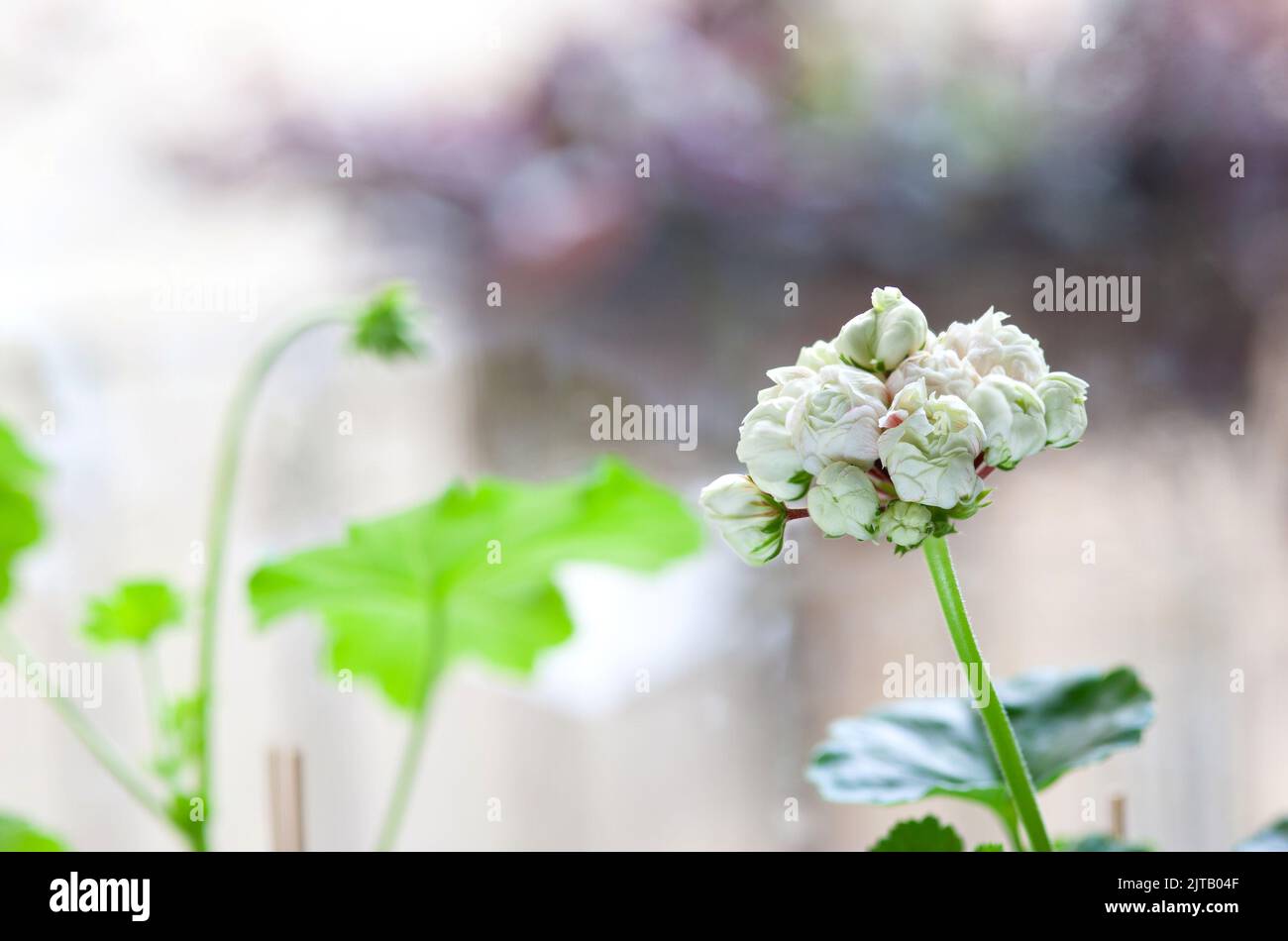 Rosebud white flowers of geraniums varietal or pelargonium. Garden or house plant. Selective focus. Stock Photo