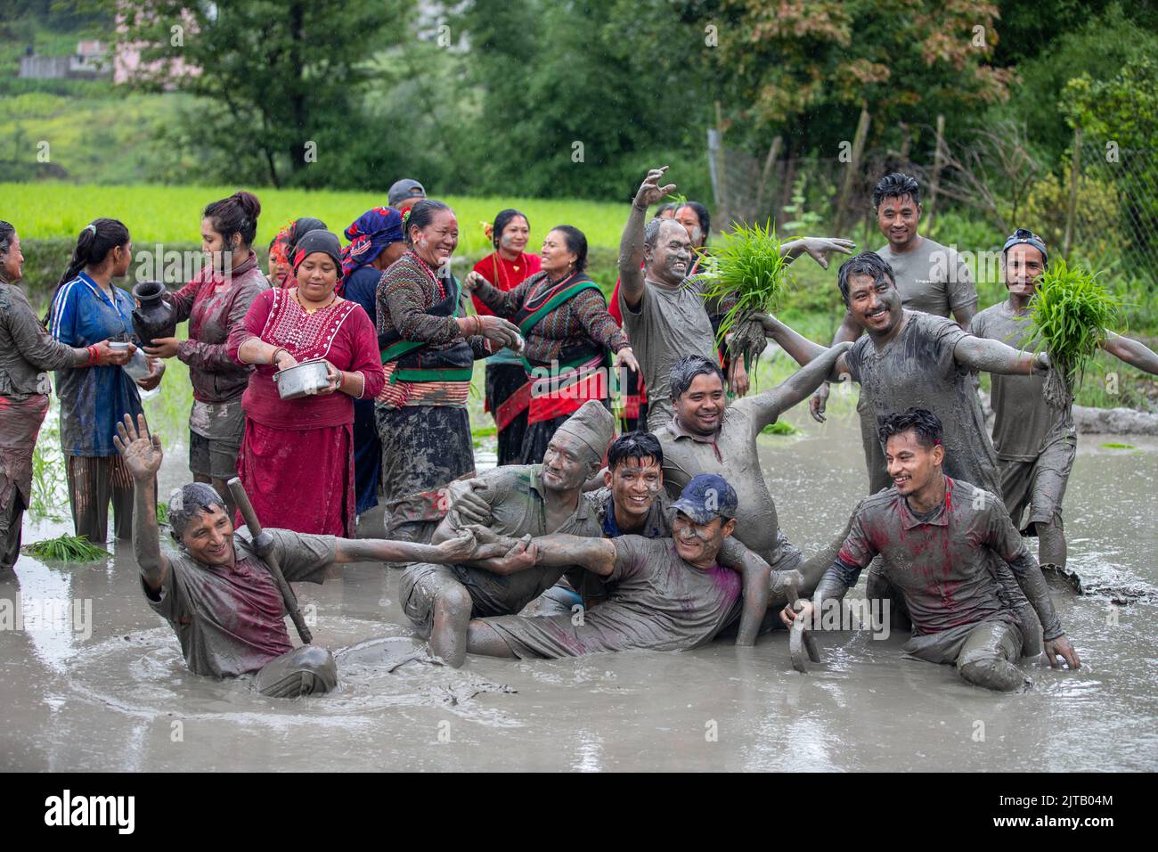 Rice plantation season Stock Photo - Alamy