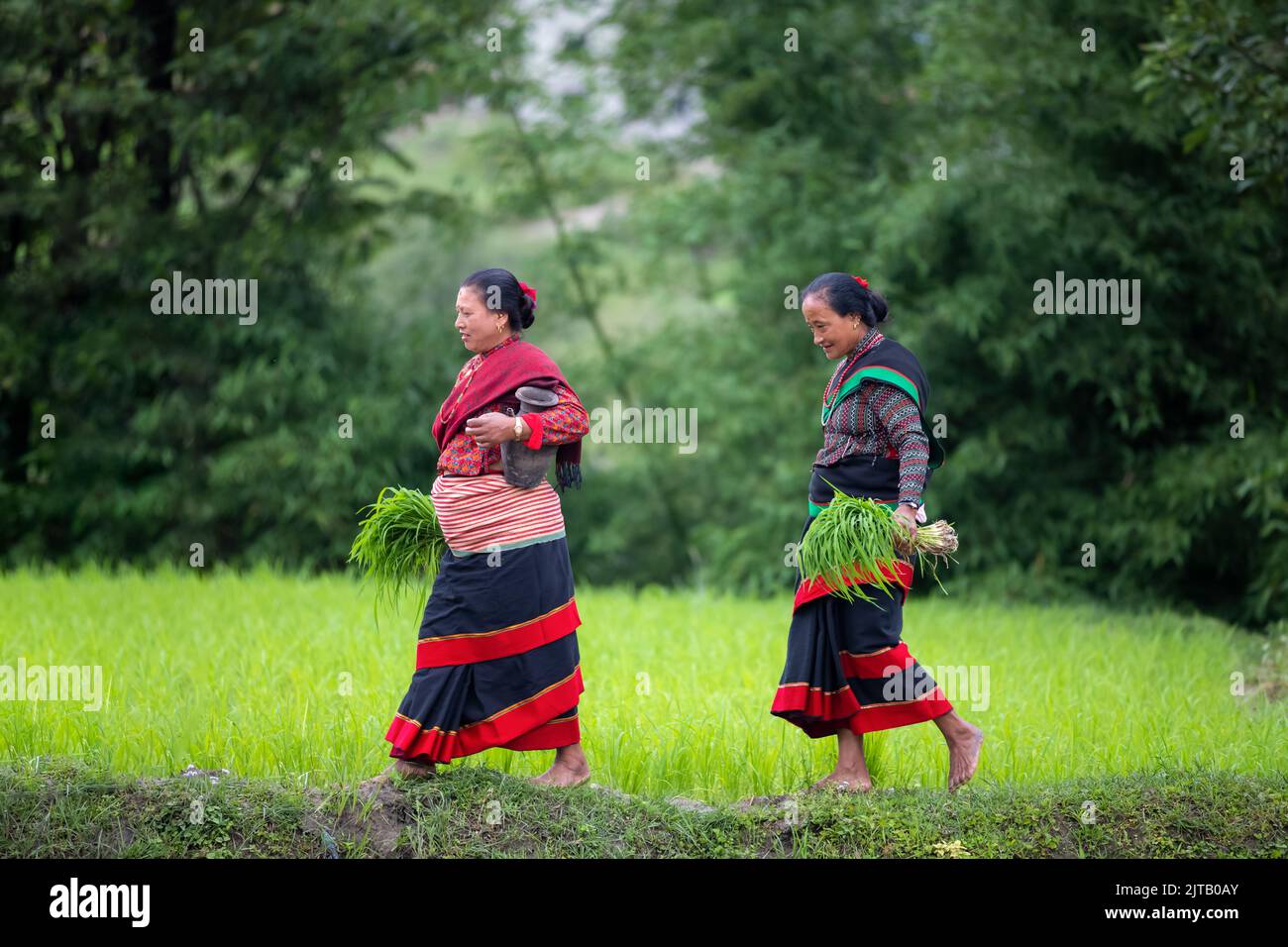 Rice plantation season Stock Photo - Alamy