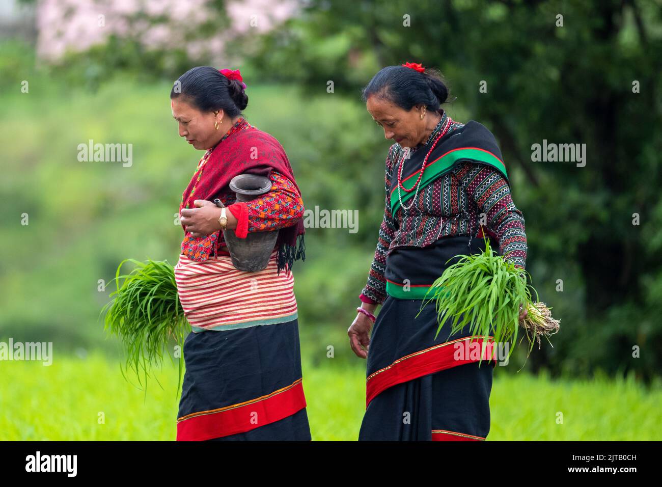 Rice plantation season Stock Photo - Alamy