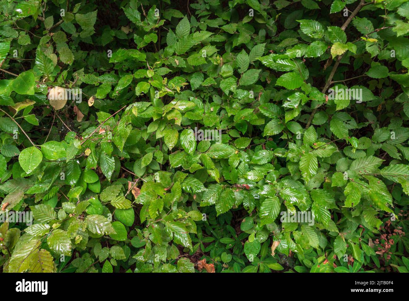 Wet green hi-res stock photography and images - Alamy