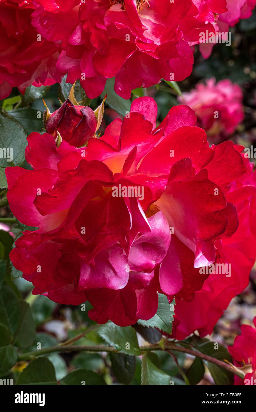 Flowers of ‘Colorific’ Floribunda Rose Stock Photo